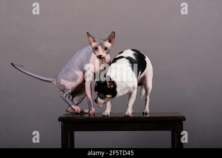 Katze und Hund zusammen vor grauem Hintergrund, Kanadier Sphynx, chihuahua Stockfoto