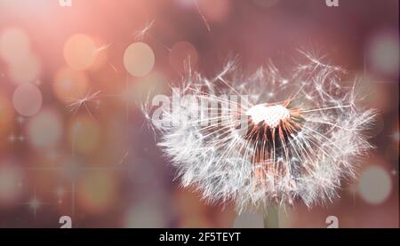 Löwenzahn Samen im Sonnenlicht wegblasen isoliert mit Bokeh Lichthintergrund. Stockfoto