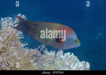 Männliche Slingjaw Wrasse, Epibulus insidiator, Elmoost Tauchplatz, Weda, Halmahera, Nord-Maluku, Indonesien, Halmahera-See Stockfoto