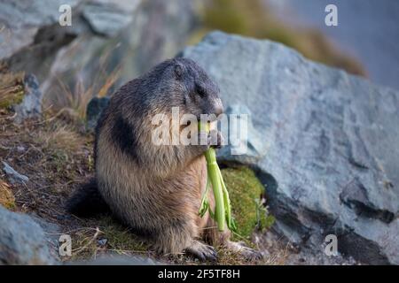 Ein Murmeltier der Alpen frisst Sellerie. Marmota marmota. Glocknergruppe Berggruppe. Alpine Fauna. Österreichische Alpen.