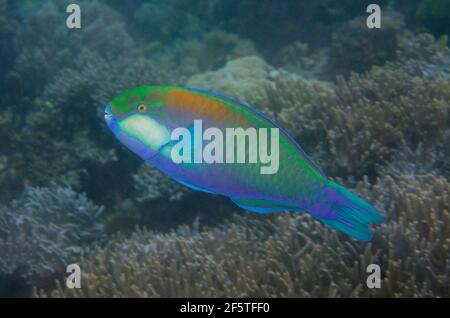 Seeteufel, Chlorurus bleekeri, Weda, Halmahera, Nord-Maluku, Indonesien, Halmahera-See Stockfoto