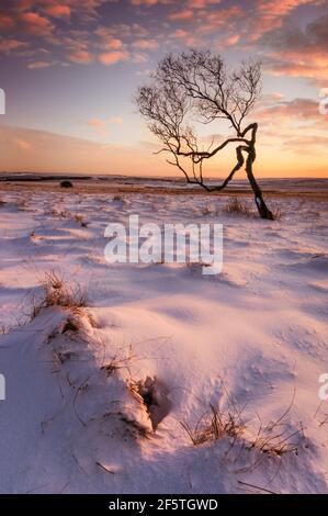 Verdrehter Baum im Schnee in der Dämmerung Derbyshire Peak Bezirk Nationalpark Derbyshire England GB Europa Stockfoto