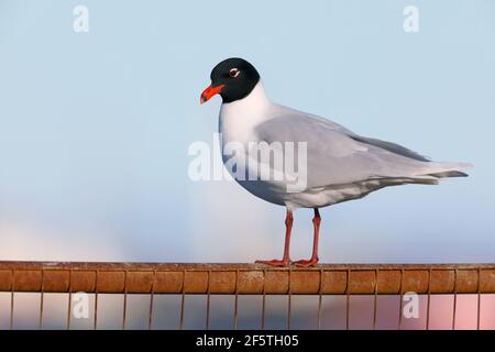 Eine schöne Erwachsene Mittelmeermöwe (Ichthyaetus melanocephalus) Im Vollzuchtgefieder in Essex UK Stockfoto