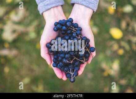 Blaue Trauben ernten in den Händen. Stockfoto