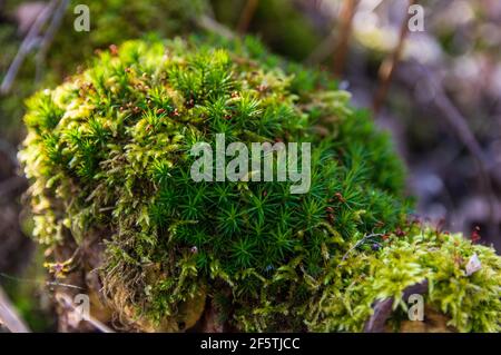 Polytrichum Gemeinde auf einem alten toten Baum Stockfoto