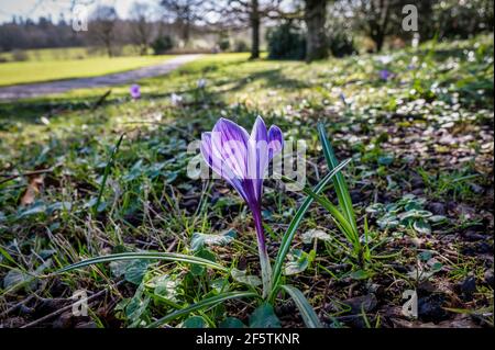 Purple Crocus blüht im Frühlingssonne in Irland Stockfoto