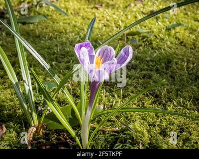 Purple Crocus blüht im Frühling in Irland Stockfoto