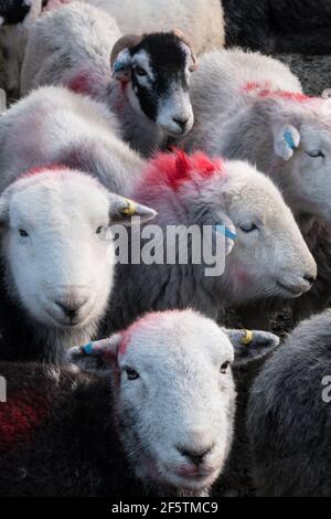 Herdies auf dem Hof bei Coniston Stockfoto