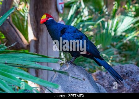 Lady Ross's turaco im Dschungelpark auf Teneriffa, Kanarische Inseln, Spanien. Stockfoto