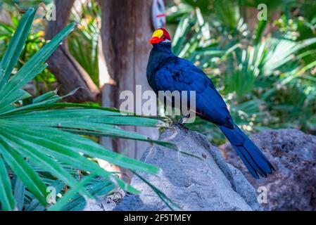 Lady Ross's turaco im Dschungelpark auf Teneriffa, Kanarische Inseln, Spanien. Stockfoto