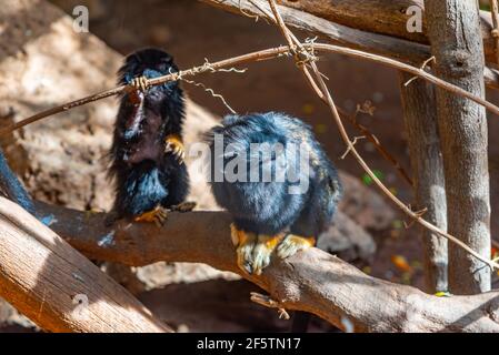 Rothändiger Tamarin im Affenpark auf Teneriffa, Kanarische Inseln, Spanien. Stockfoto