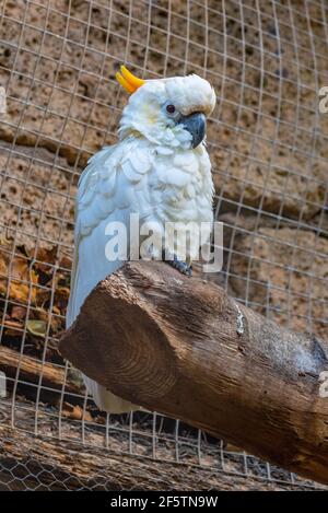 Weißer Kuckatoo im Dschungelpark auf Teneriffa, Kanarische Inseln, Spanien. Stockfoto