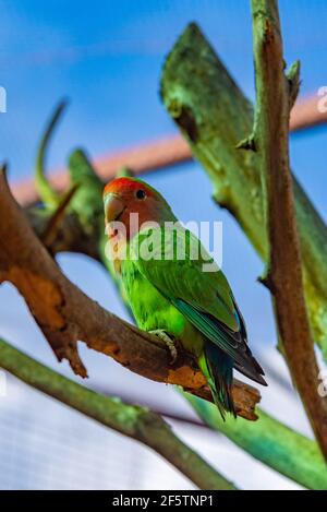 Pfirsichgesichtige Lovebird im Dschungelpark auf Teneriffa, Kanarische Inseln, Spanien. Stockfoto