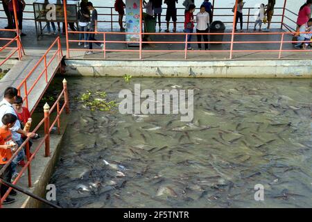 Heiliger Fisch in einem buddhistischen Tempel Stockfoto