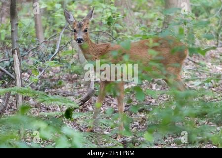 Rehe versteckt sich im Wald zwischen den Blättern, fotografiert in den Niederlanden. Stockfoto