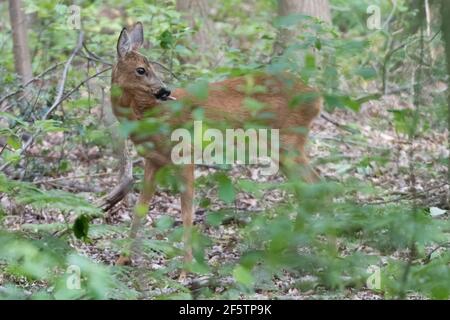 Rehe versteckt sich im Wald zwischen den Blättern, fotografiert in den Niederlanden. Stockfoto