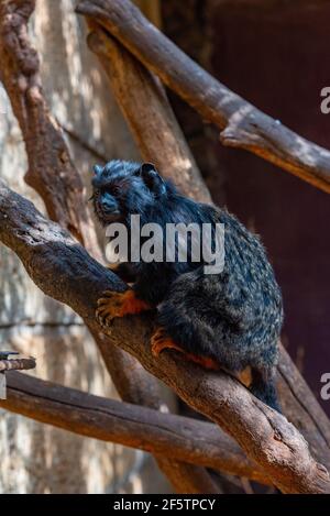 Rothändiger Tamarin im Affenpark auf Teneriffa, Kanarische Inseln, Spanien. Stockfoto