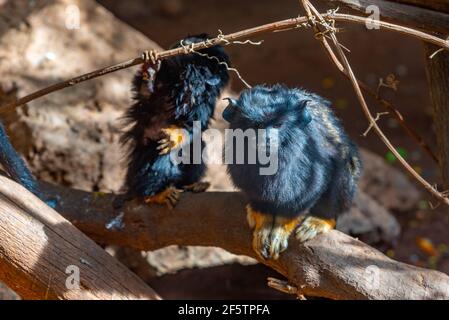 Rothändiger Tamarin im Affenpark auf Teneriffa, Kanarische Inseln, Spanien. Stockfoto