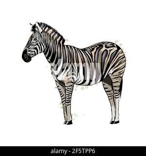 Zebra aus einem Spritzer Aquarell, farbige Zeichnung, realistisch. Vektordarstellung von Farben Stock Vektor