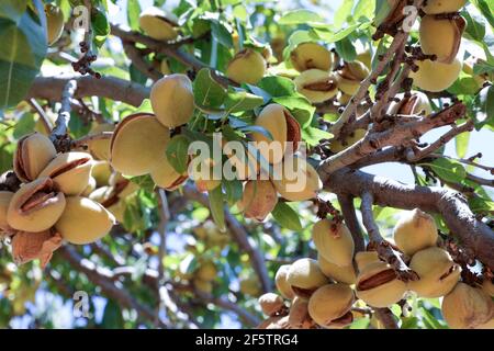 Mandelnüsse. Grüne Mandeln auf dem Baum bereit für die Ernte. Stockfoto