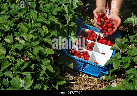 Frische Erdbeeren vom Erdbeerfeld gepflückt. Stockfoto