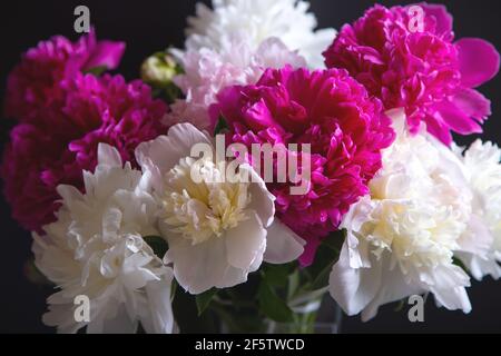 Bouquet von Pfingstrosen mit Wassertropfen. Schwarzer Hintergrund. Nahaufnahme, selektiver Fokus. Stockfoto