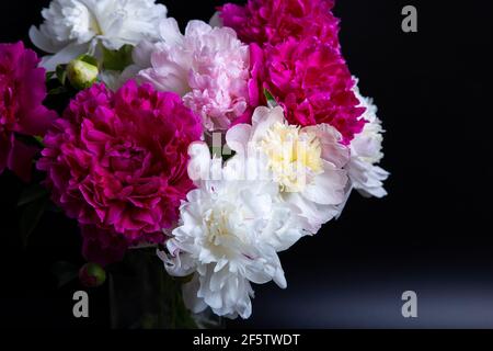 Bouquet von Pfingstrosen mit Wassertropfen. Schwarzer Hintergrund. Nahaufnahme, selektiver Fokus. Stockfoto