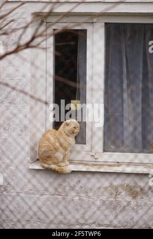 Sandy Falte Katze sitzt auf einer Fensterbank außerhalb eines Ländliches Haus Stockfoto