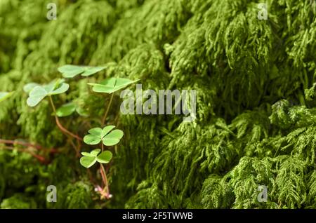 Gemeiner Waldschnäuzer und grünes Moos auf einem Waldboden, an einem sonnigen Sommertag. Oxalis acetosella, manchmal auch als Kleeblatt bezeichnet. Stockfoto