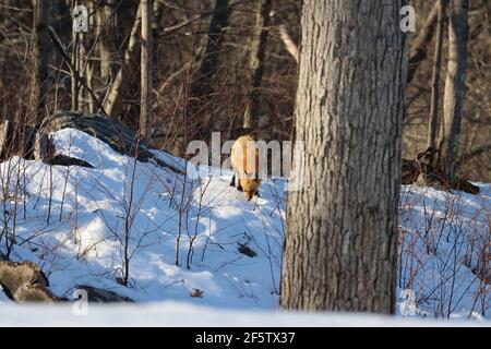 Roter Fuchs im Schnee Stockfoto