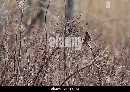 Ein Singsparrow, der auf Ästen thront Stockfoto