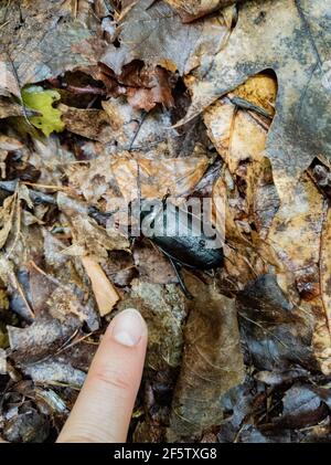 Der riesige Käfer huscht über den Waldboden Stockfoto