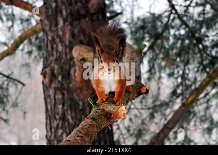 Rotes Eichhörnchen, Sciurus vulgaris, auf Kiefernzweig auf der Suche nach Nahrung. Dieses Eichhörnchen in seinem Wintermantel hat beeindruckende Ohrbüschel. Stockfoto