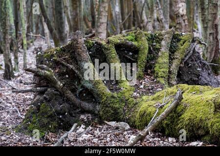 Großer, entwurzelter toter Baum in einem Wildnisgebiet. Die großen Wurzeln auf der Basis geben der Szene einen eindringlichen Eindruck. Stockfoto