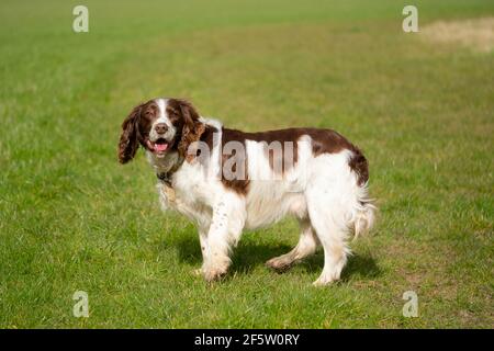 Erwachsene Springer Spaniel gesehen Blick auf seinen Besitzer, während aus für seine Übung. Die Rasenfläche ist eine große, ländliche Paddock. Stockfoto