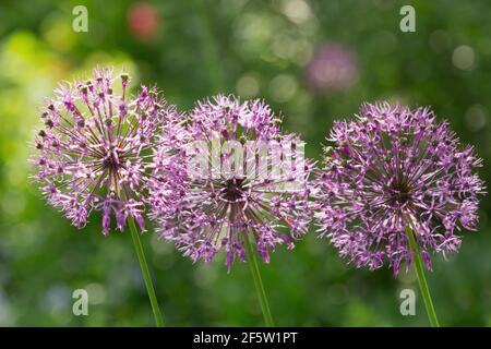 Nahaufnahme von lila Allium Blumen wachsen in einem Garten Stockfoto