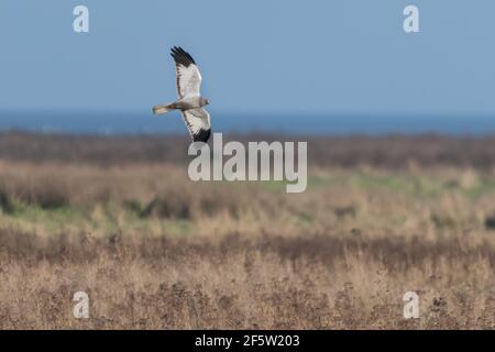 Ein männlicher Henne-Harrier, der über die Dünen fliegt, fotografiert in der Nähe der Küste der Niederlande. Stockfoto