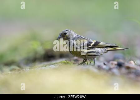 Pinie-Siskin (Spinus pinus) in Goois Natuurreservaat, den Nerherlands. Stockfoto