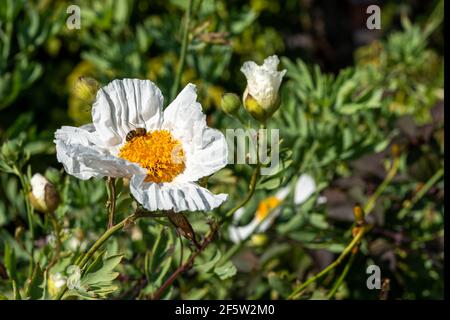 Romneya coulteri mit einer Biene sammeln Pollen für Honig, die Ist eine sommerblühende Pflanze mit einer weißen Sommerblüte Allgemein bekannt als Californian Stockfoto