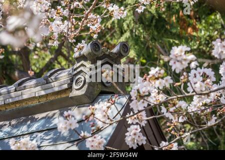 Japanische Sakura Kirschblüte in Blüte am Himuro Jinja Schrein in Nara, Japan Ende März Stockfoto