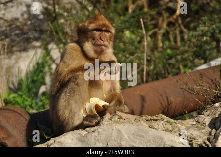 Affen von gibraltar Stockfoto