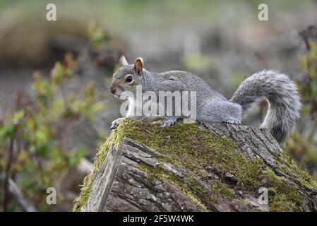 Grauer Eichhörnchen (Sciurus carolinensis) Hocken auf einem Mossy Tree Log, der in Richtung schaut Links vom Bild in einem Naturreservat in Großbritannien Im Frühling Stockfoto