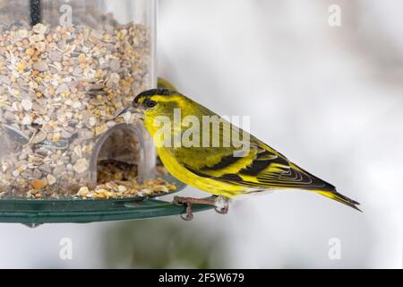 Eurasischer Siskin (Carduelis spinus), Männchen, sitzend am Futtersilo, Tirol, Österreich Stockfoto