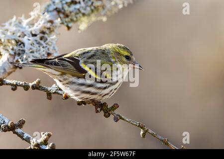 Eurasische Siskin (Carduelis spinus), weiblich, sitzend auf Zweig mit Flechten, Tirol, Österreich Stockfoto