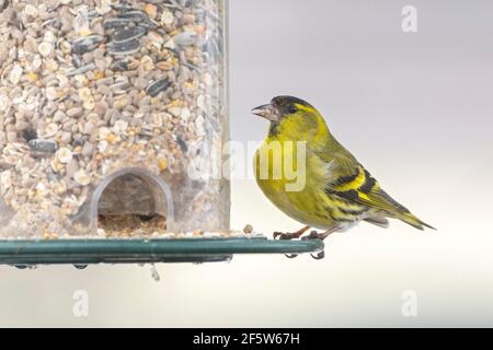 Eurasischer Siskin (Carduelis spinus), Männchen, sitzend am Futtersilo, Tirol, Österreich Stockfoto