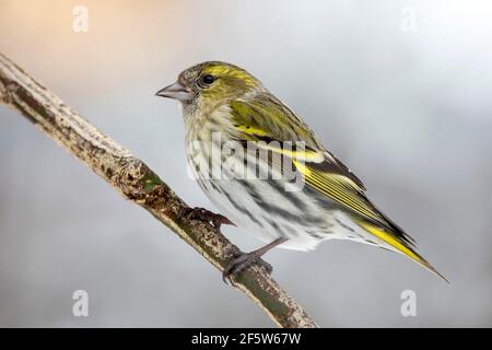 Eurasische Siskin (Carduelis spinus), weiblich, sitzend auf Ast, Tirol, Österreich Stockfoto