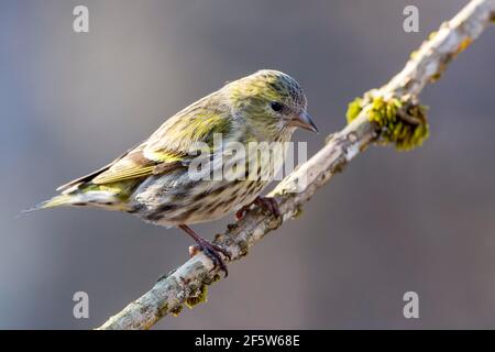 Eurasische Siskin (Carduelis spinus), weiblich, sitzend auf moosigen Ast, Tirol, Österreich Stockfoto
