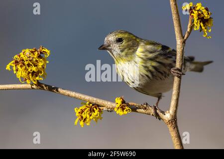 Eurasische Siskin (Carduelis spinus), weiblich, sitzend auf Hamamelis (Hamamelis), Tirol, Österreich Stockfoto