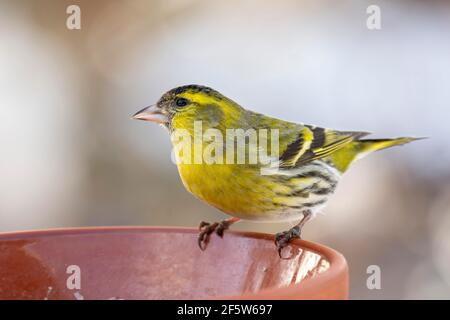 Eurasischer Siskin (Carduelis spinus), Männchen, sitzend auf einer Futterschale, Tirol, Österreich Stockfoto