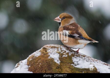 Hagefinch (Coccothraustes coccothraustes) im Schnee, Emsland, Niedersachsen, Deutschland Stockfoto